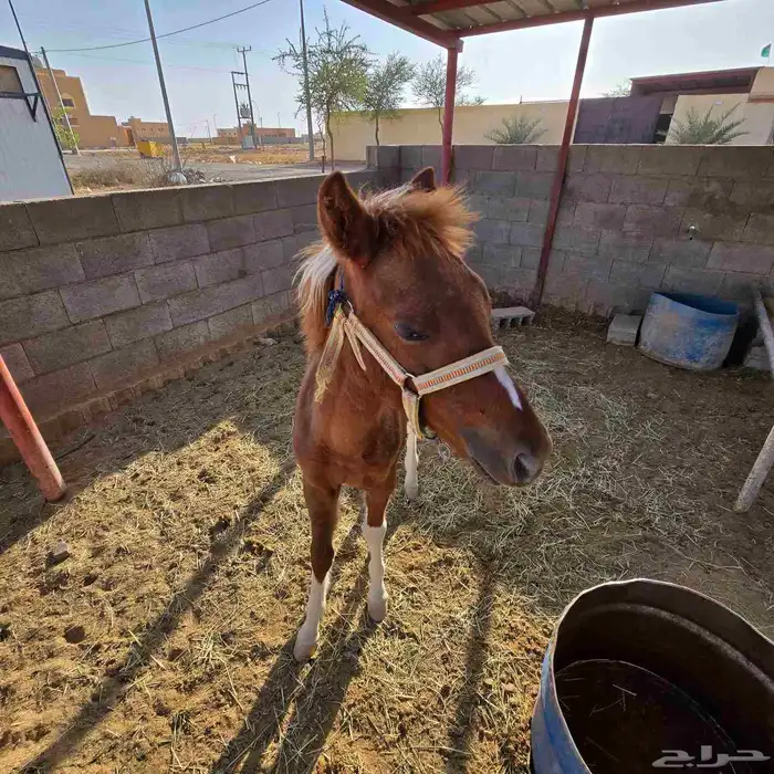 للبيع فرس بوني وبنتها للبيع معها 8