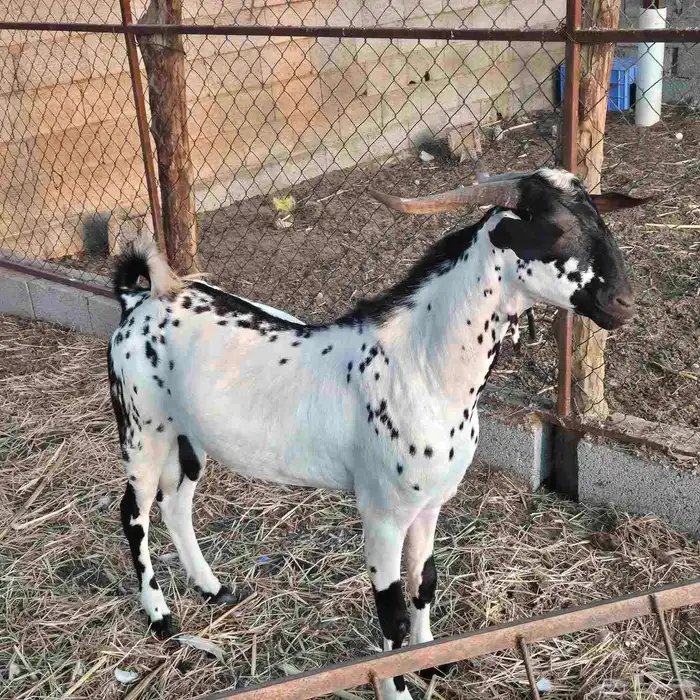 تيس فحل بيشي 0