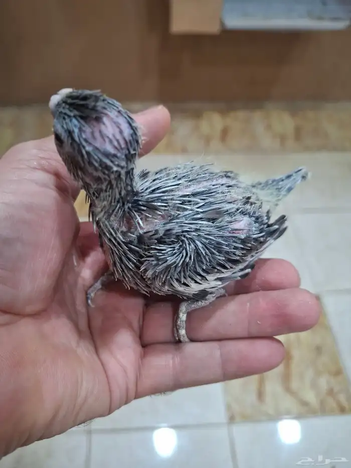 فروخ كروان( تم البيع ) 3