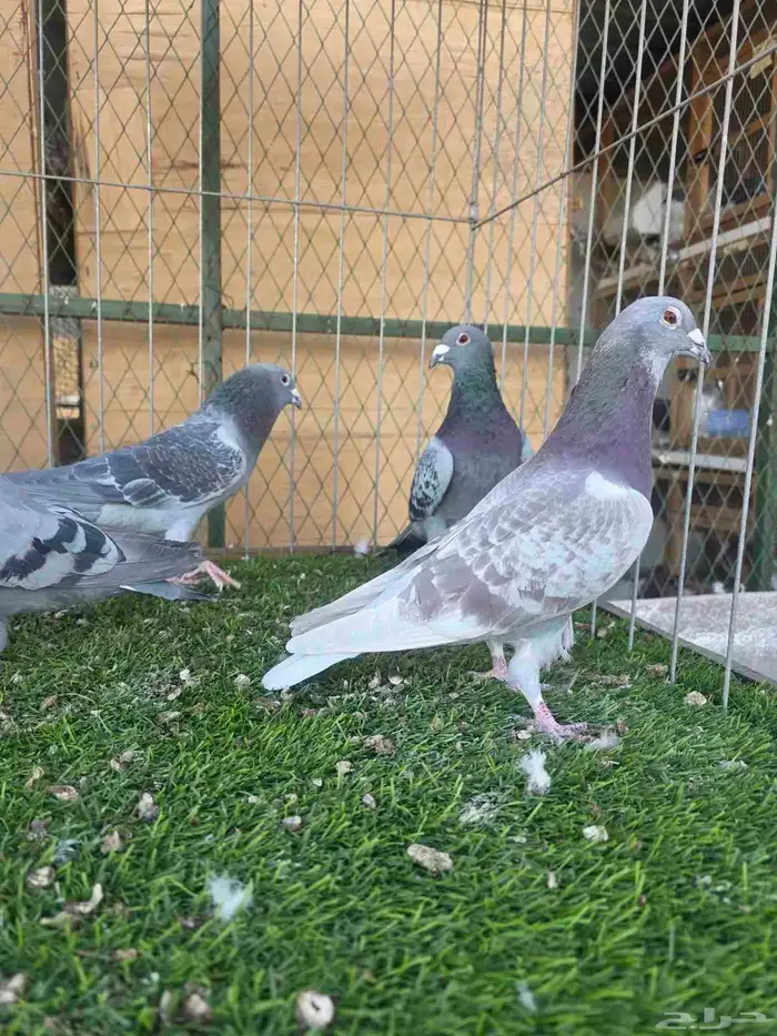 زاجل للبيع 1