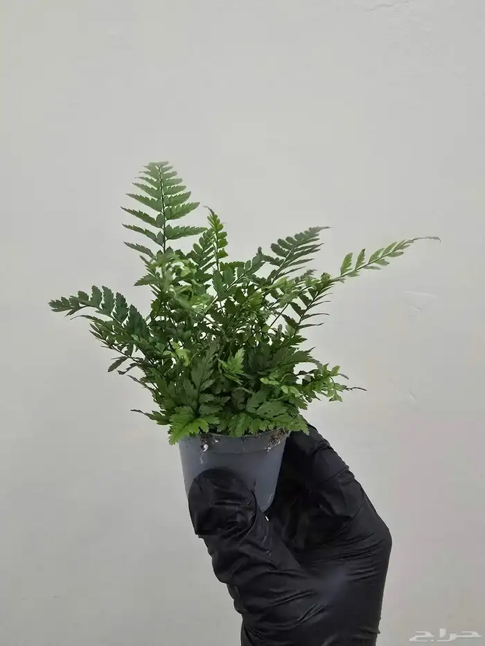 نباتات طبيعية تيراريوم 6