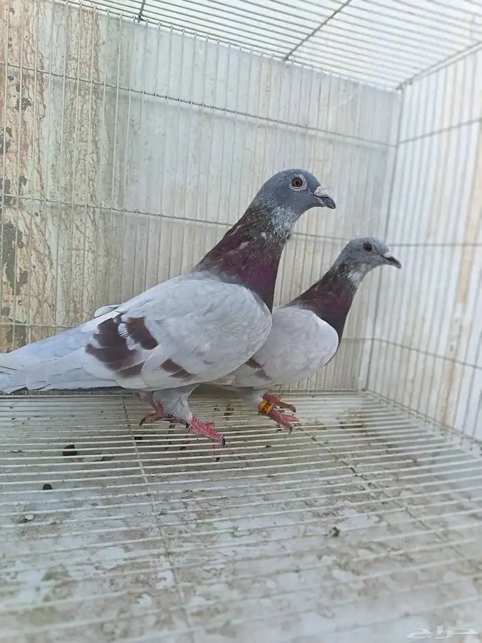 حمام زاجل منتج 0