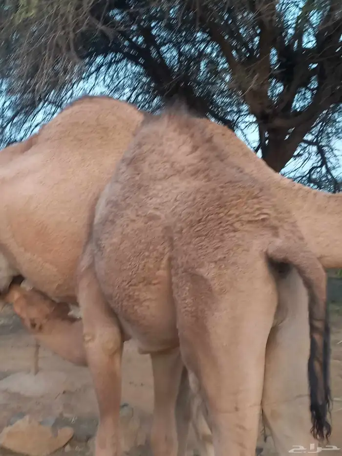 قعود على حليب امه سمين وجبرر 1