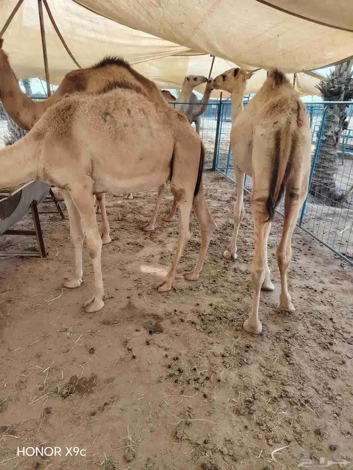 اذا تدور القعدان الصومالي التربيةالنظيفة والحلال اللي يجمل 1