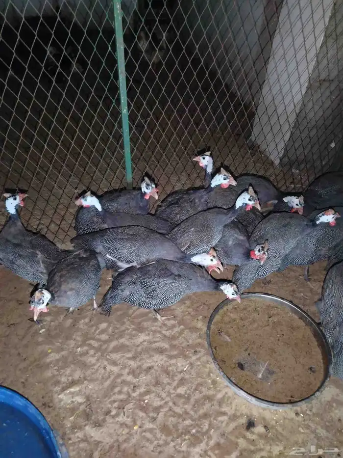 دجاج حبش منتج 4