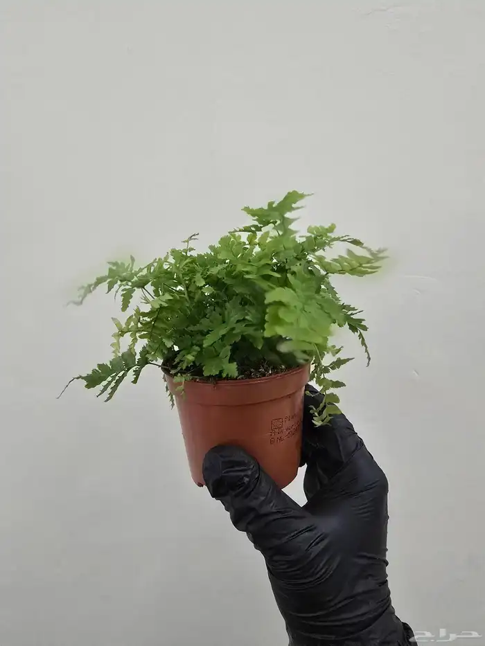 نباتات طبيعية تيراريوم 5