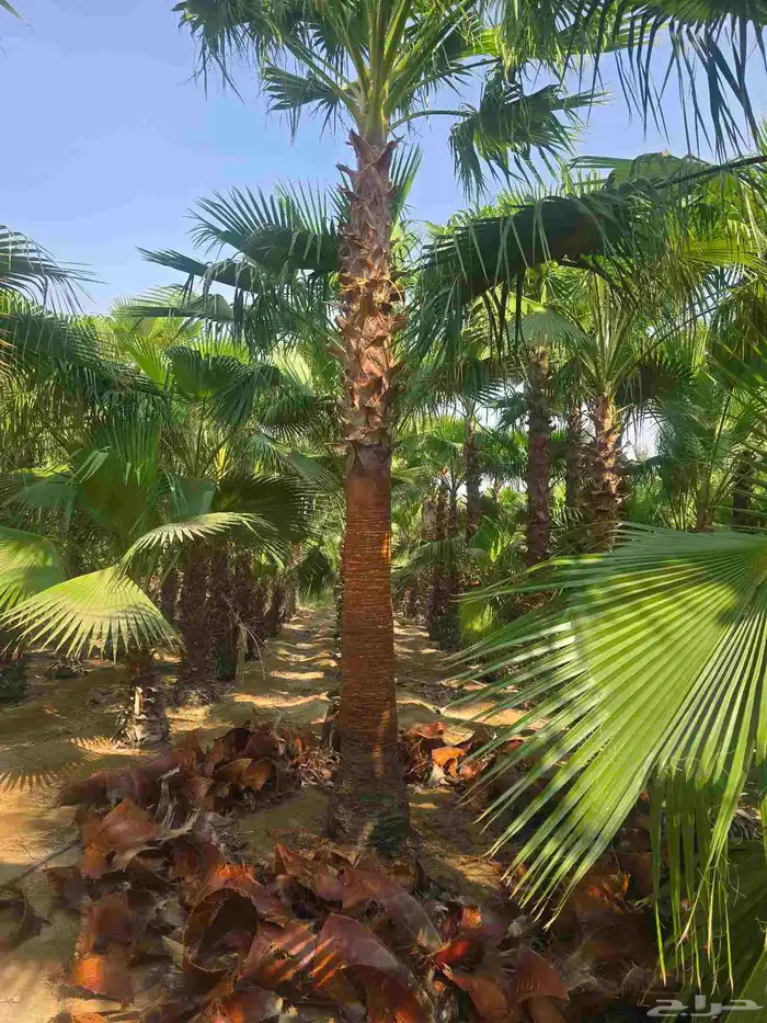 يوجد لدينا 6