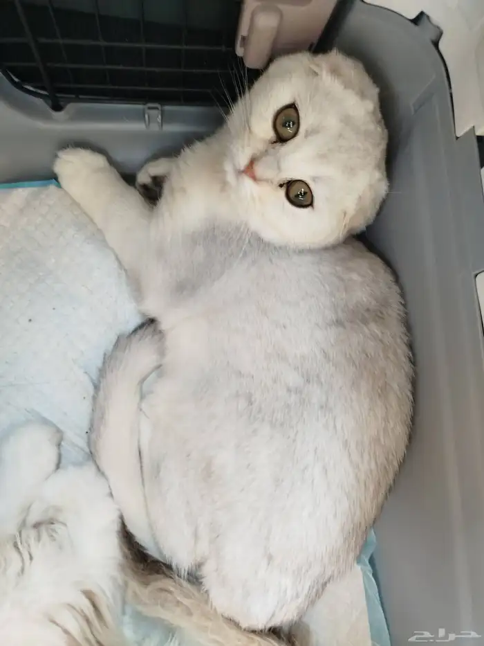 سكوتش تربل فولد مستوى عالي 2