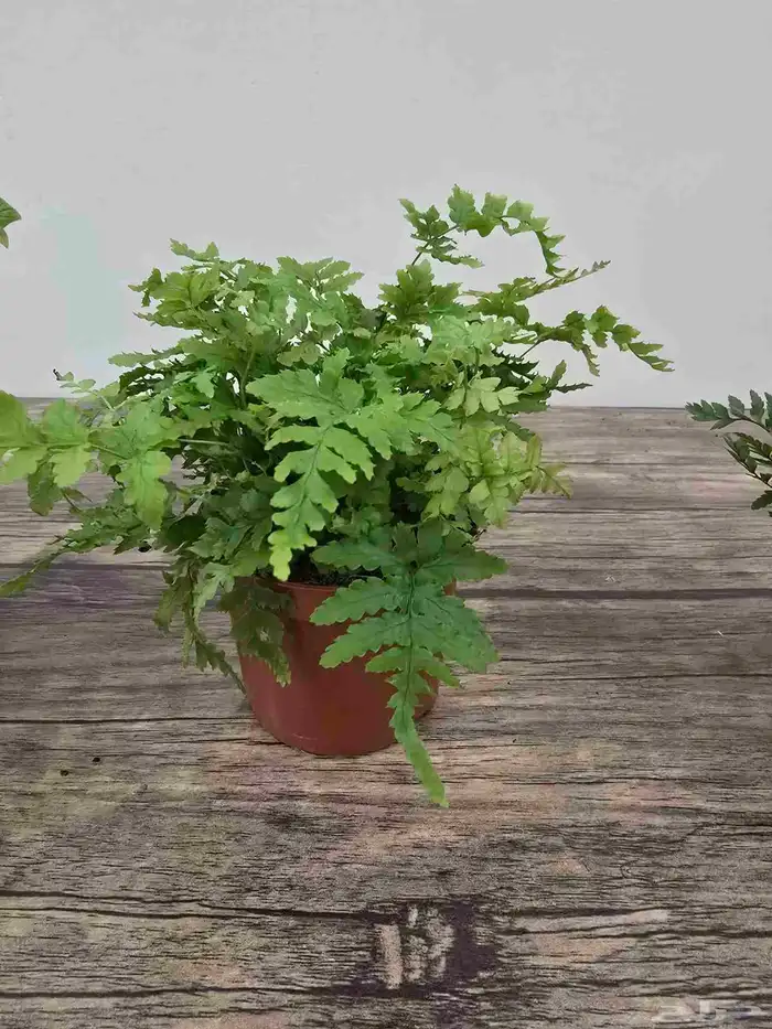 نباتات طبيعية تيراريوم 3