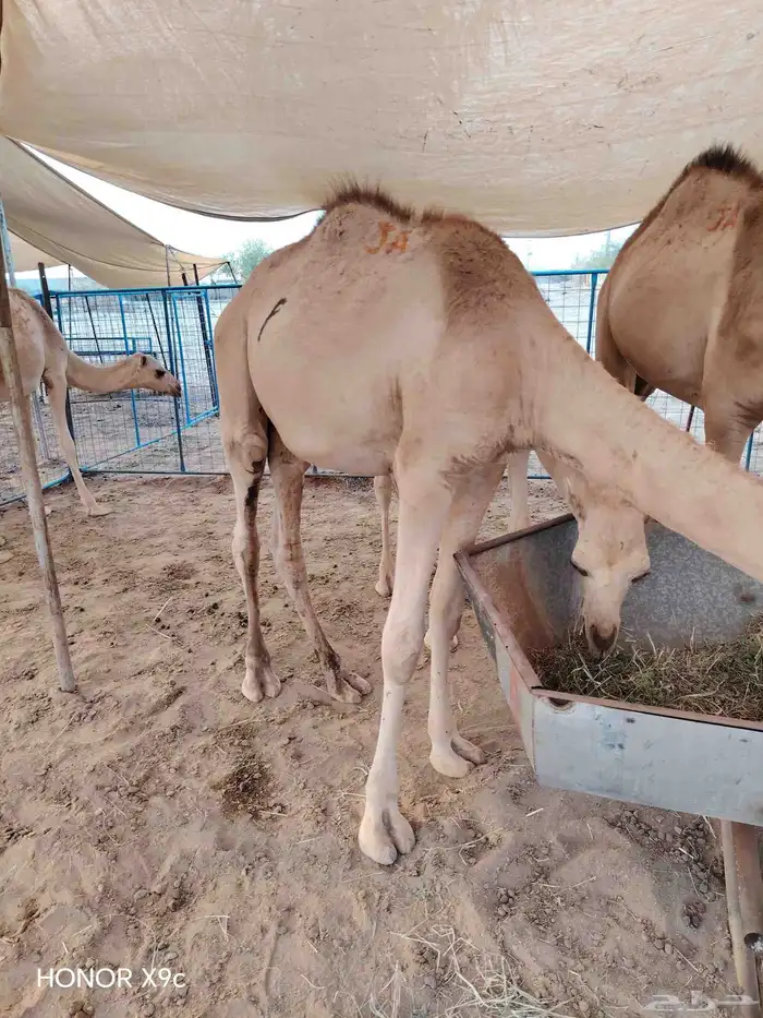 قعدان و مواشي بسعر مناسب جدا  جدا 2