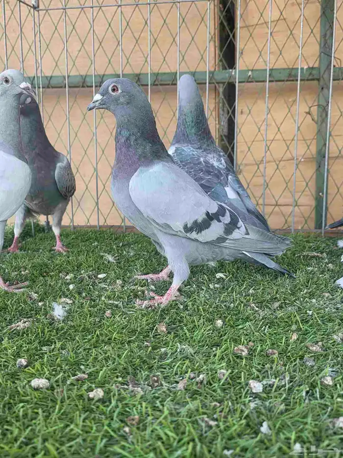 زاجل للبيع 3