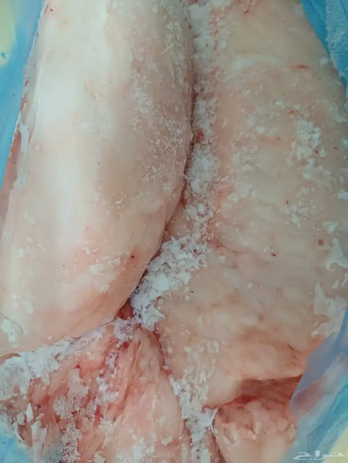 متوفر شحم غنم (لي ه) للبيع 0