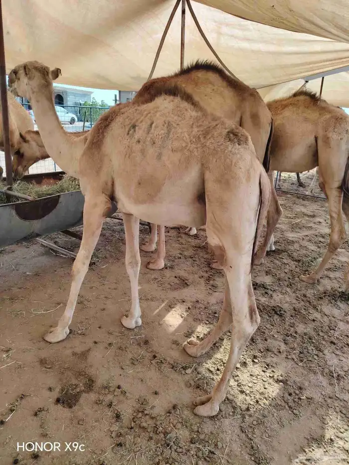 اذا تدور القعدان الصومالي التربيةالنظيفة والحلال اللي يجمل 0