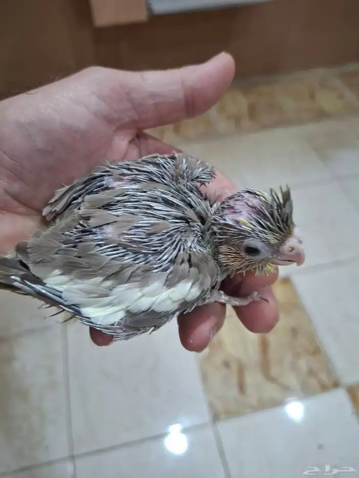 فروخ كروان( تم البيع ) 0