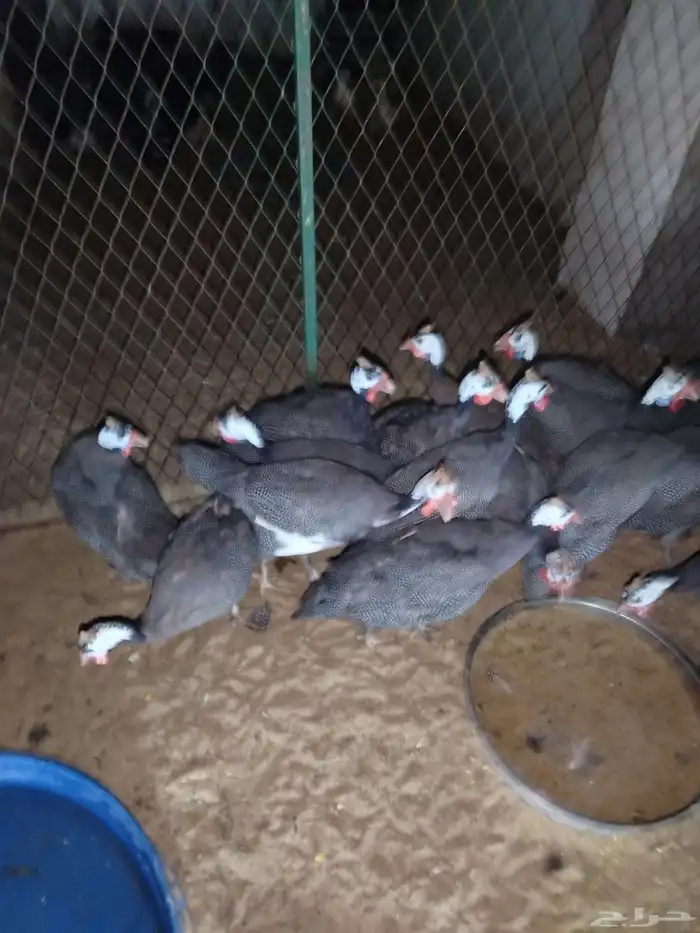 دجاج حبش منتج 3