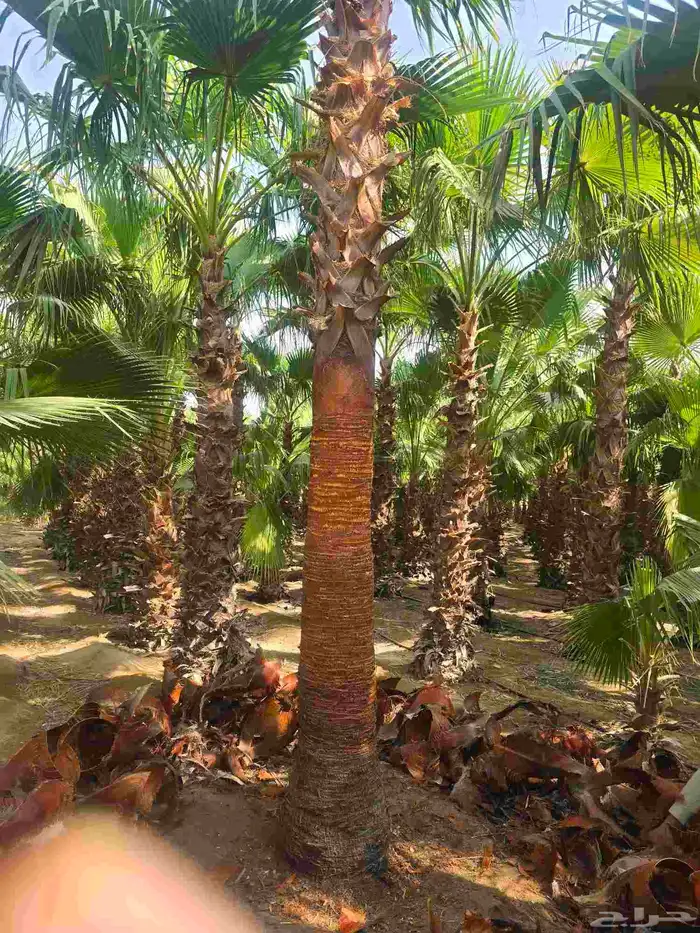 يوجد لدينا 8