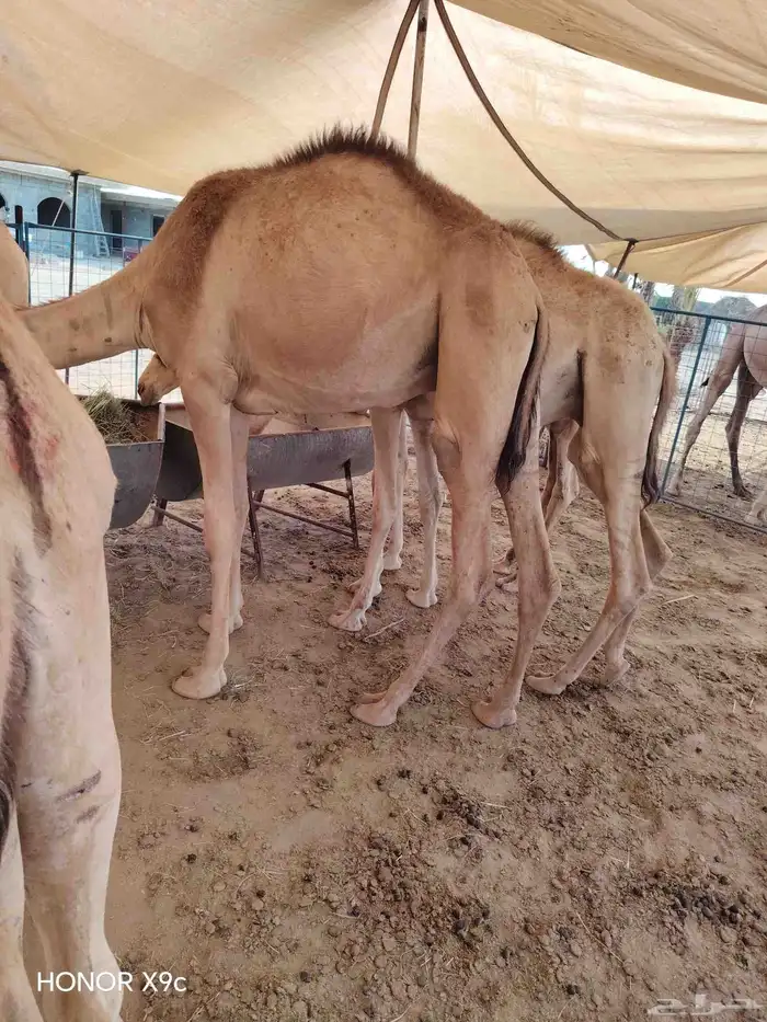 اذا تدور القعدان الصومالي التربيةالنظيفة والحلال اللي يجمل 2