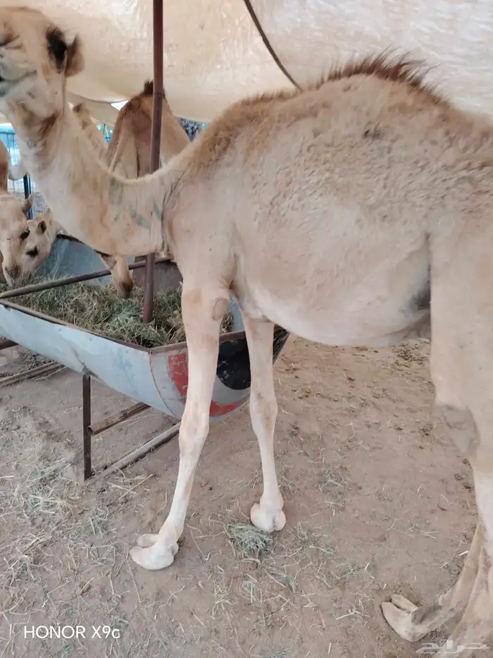 قعدان و مواشي بسعر مناسب جدا  جدا 1