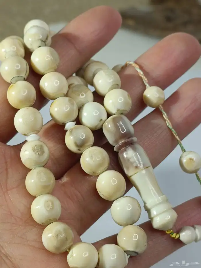 سبحة ناب اسد من النوادر .. ناب أسد طبيعي 3