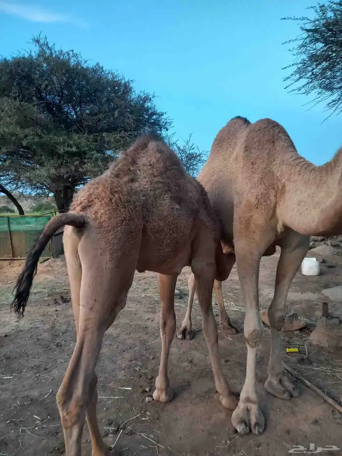 قعود على حليب امه سمين وجبرر 2