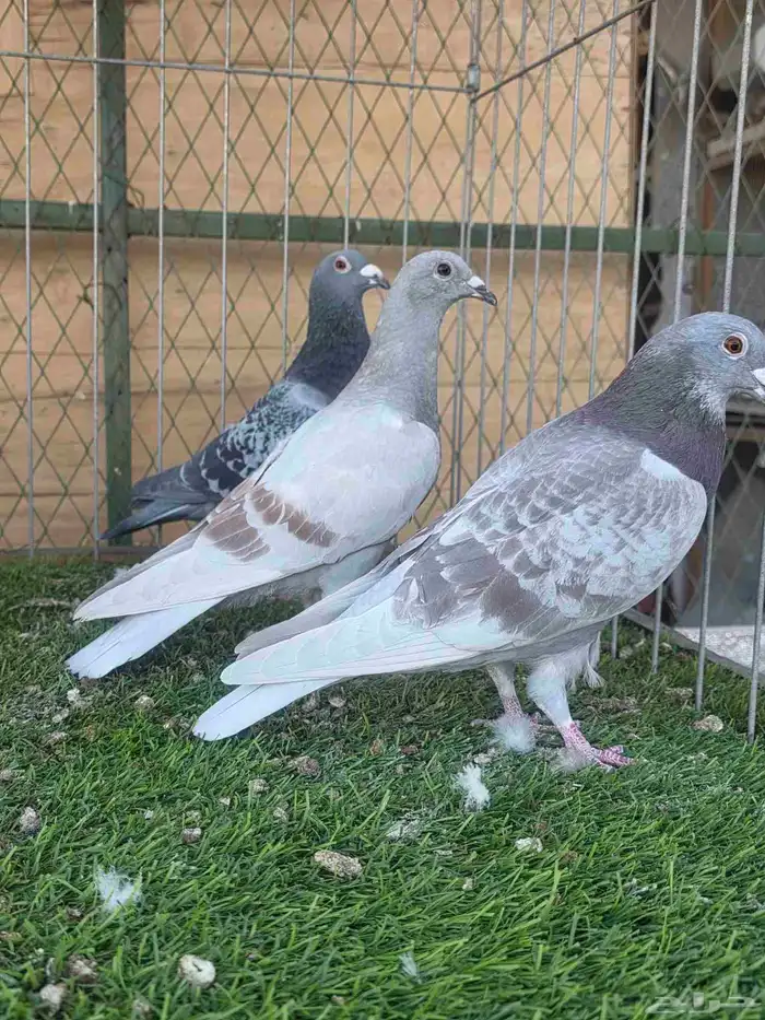 زاجل للبيع 0