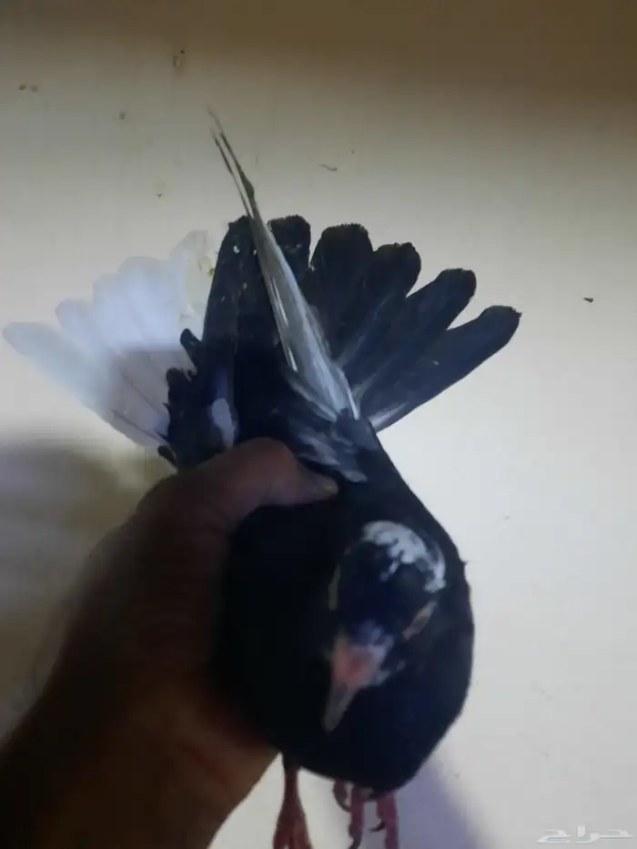 حمام قطيفي 2