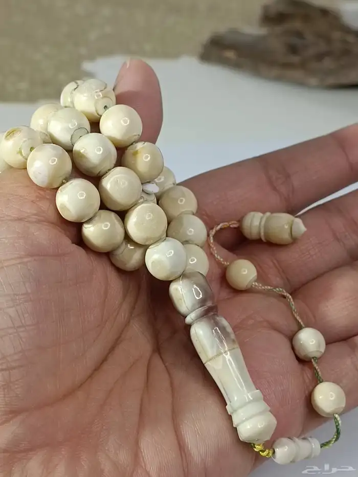 سبحة ناب اسد من النوادر .. ناب أسد طبيعي 2