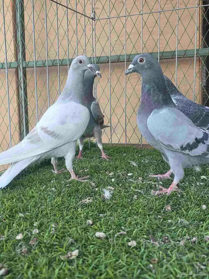 زاجل للبيع 2