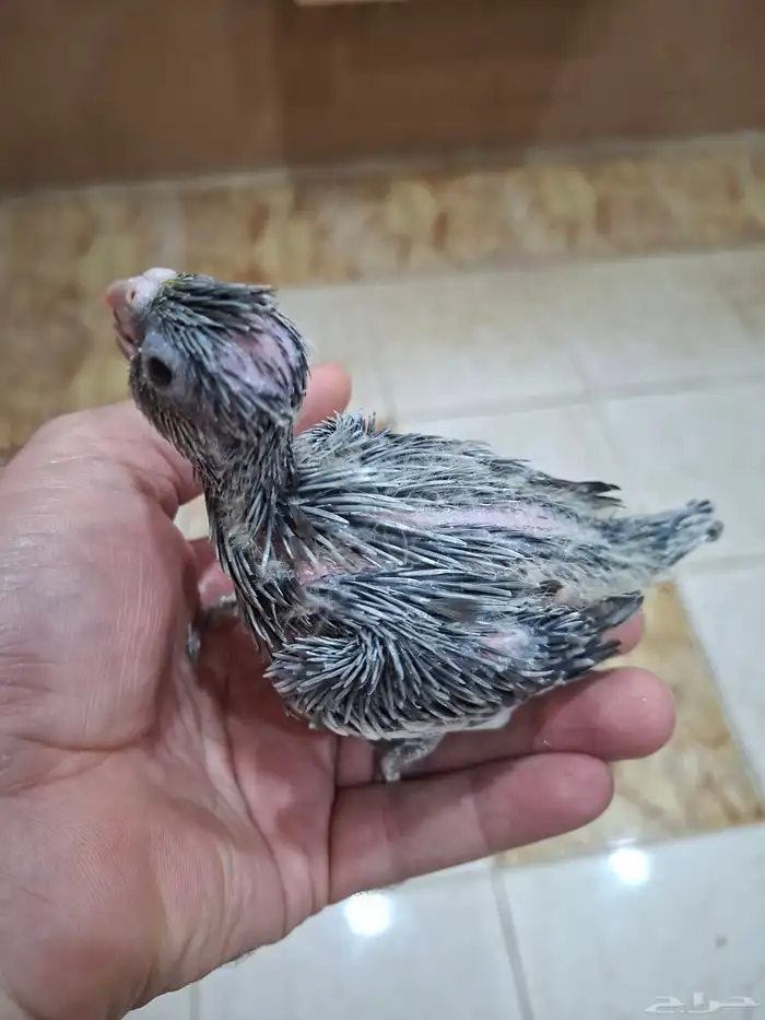 فروخ كروان( تم البيع ) 2