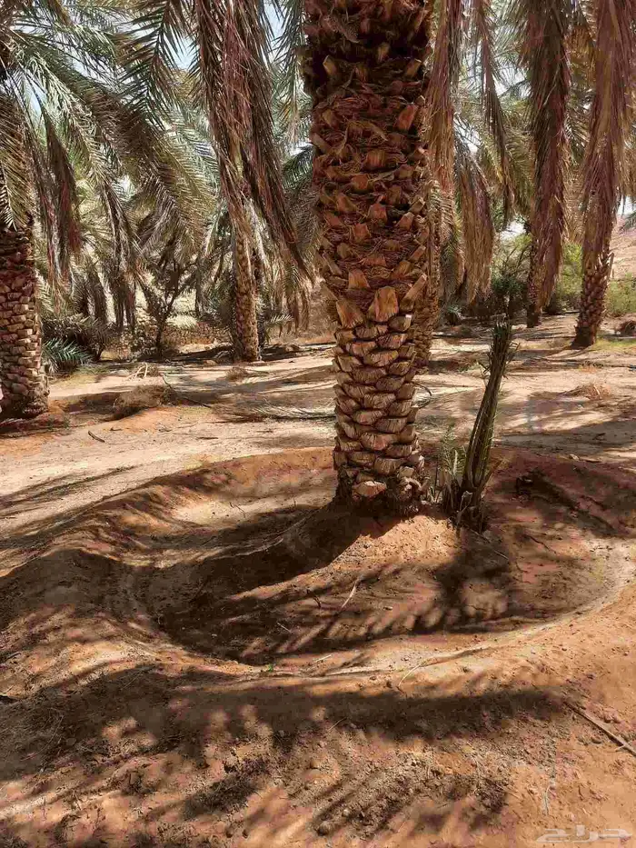 سلام عليكم ورحمة الله وبركاته نقوم اليوم بتنطيف وتكريب انخي 1