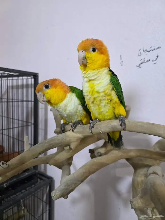 فروخ كايك وايت بيلي 1