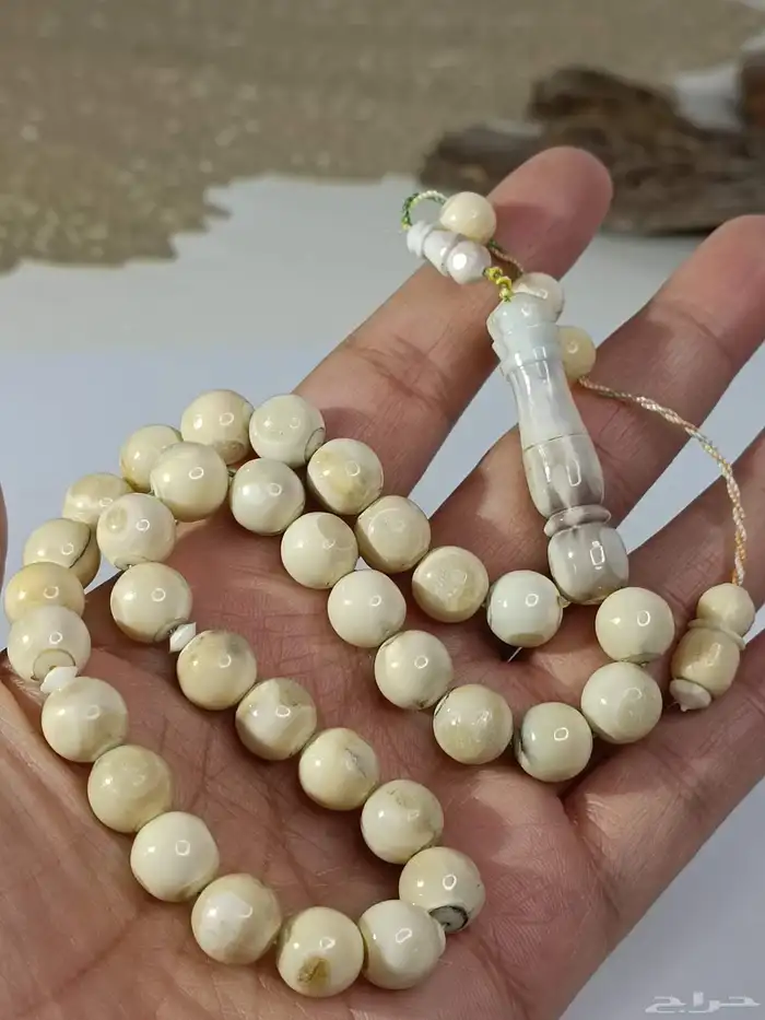 سبحة ناب اسد من النوادر .. ناب أسد طبيعي 0