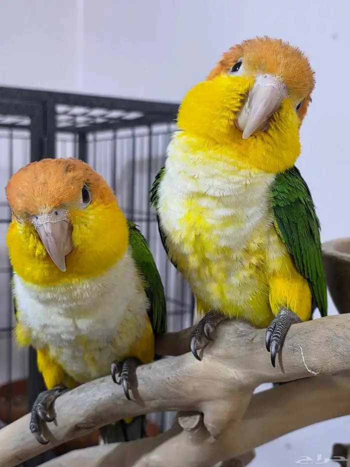 فروخ كايك وايت بيلي 2