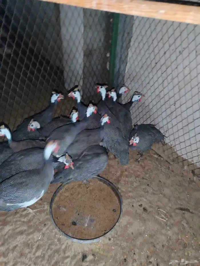 دجاج حبش منتج 1