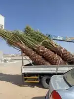 يوجد لدينا نخل للبيع 0