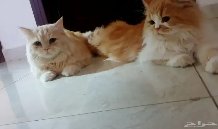 قطط مفقوده 0