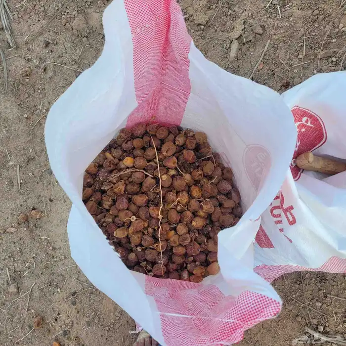 تمر علف للغنم والبل   تم البيع 1