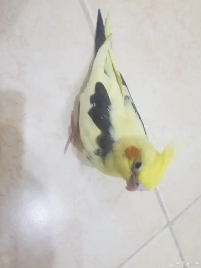 فرخ كروان 1