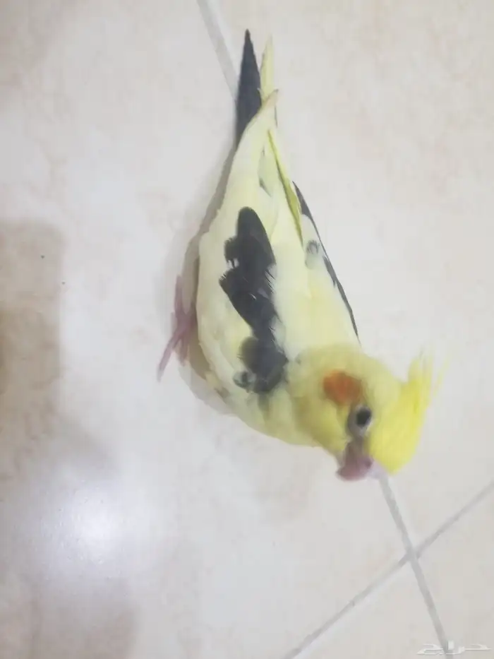 فرخ كروان 2