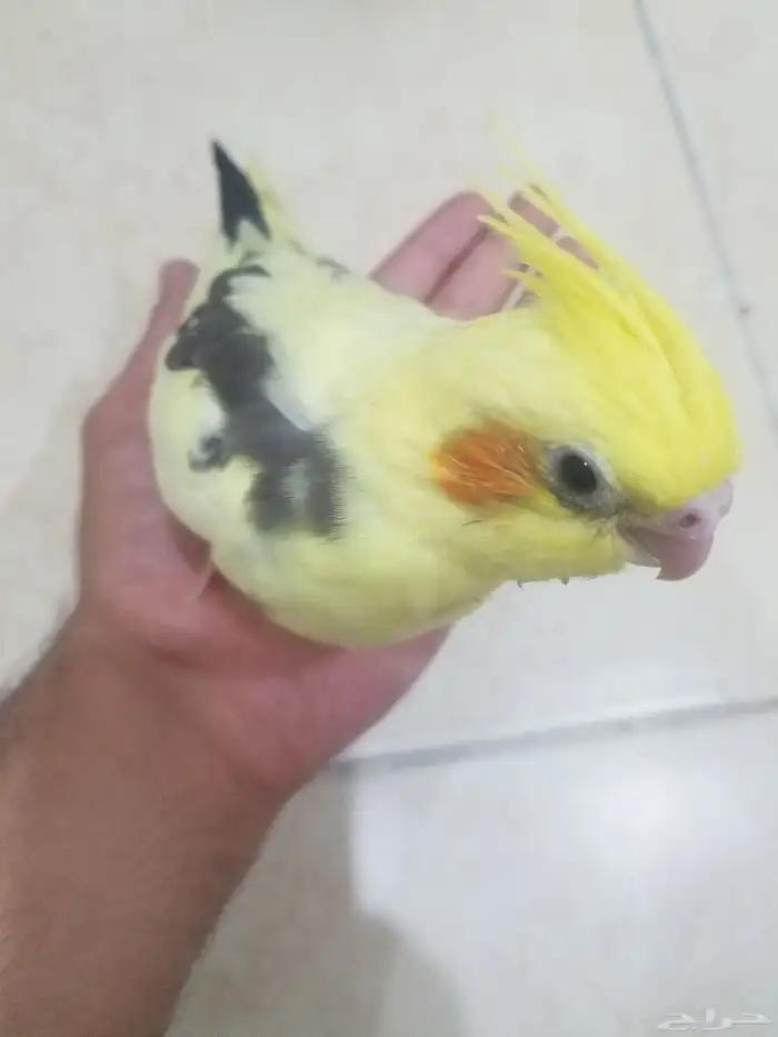 فرخ كروان 0