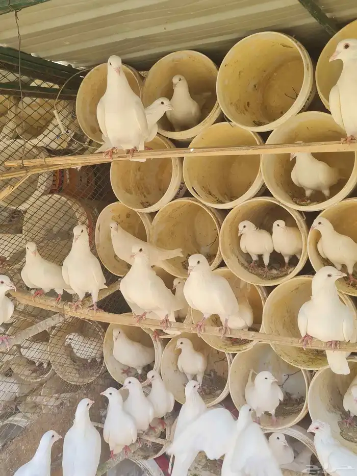 حمام فرنسي ابيض منتج باذن الله اعمار صغيره واحجام طيبه 3