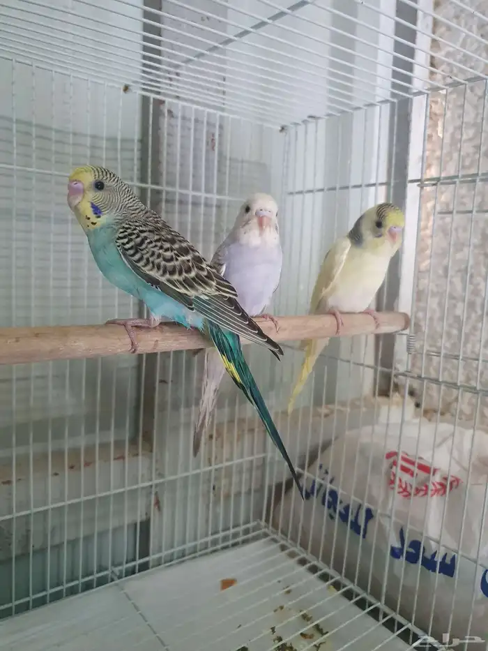 عصافير بادجي اقل من شهرين العدد 3 3