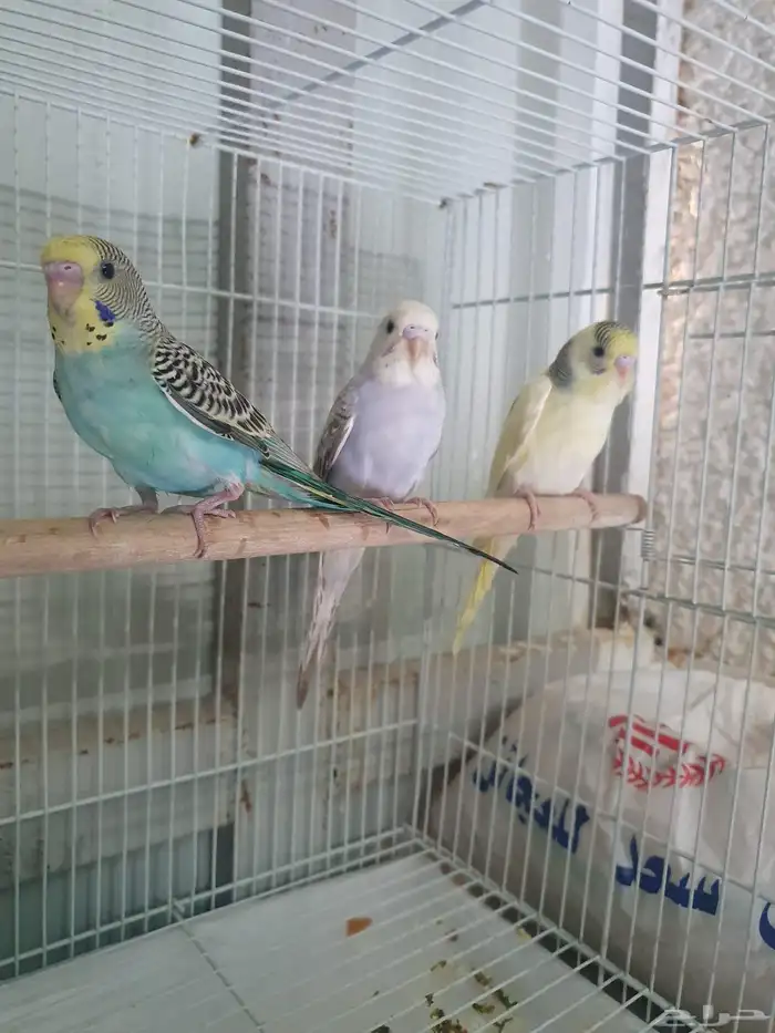 عصافير بادجي اقل من شهرين العدد 3 1