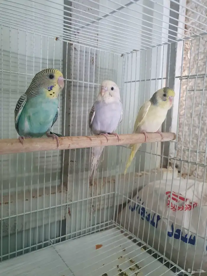 عصافير بادجي اقل من شهرين العدد 3 0