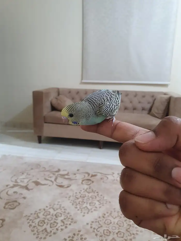 عصافير بادجي اقل من شهرين العدد 3 4