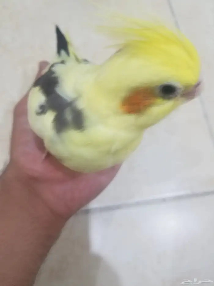فرخ كروان 3