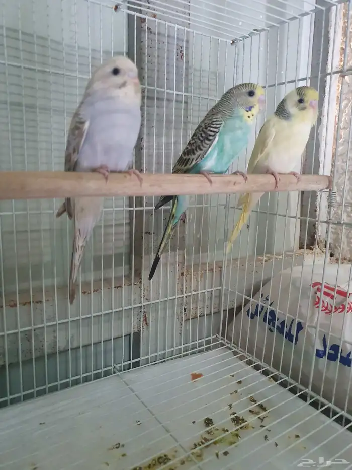 عصافير بادجي اقل من شهرين العدد 3 2