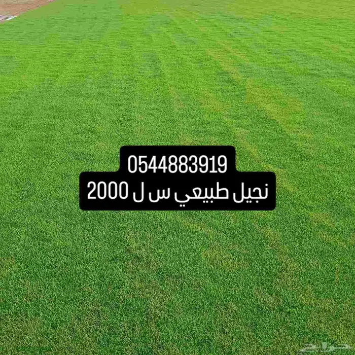 مسطحات خضراء 0