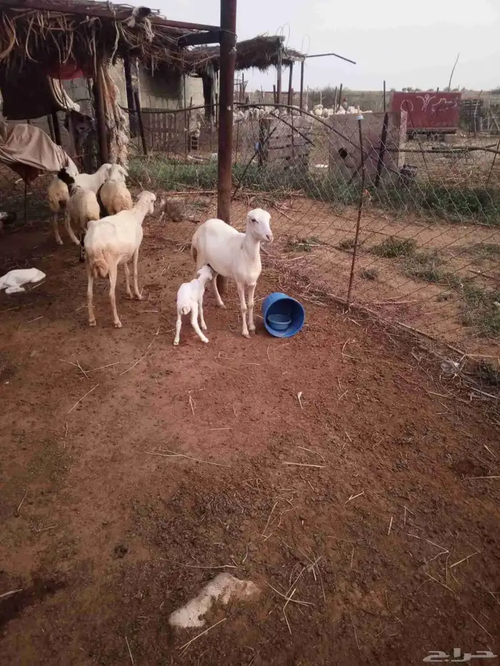 ضان منتي  2تحته 2رخيل السن ثنيات ضان مقاني 3