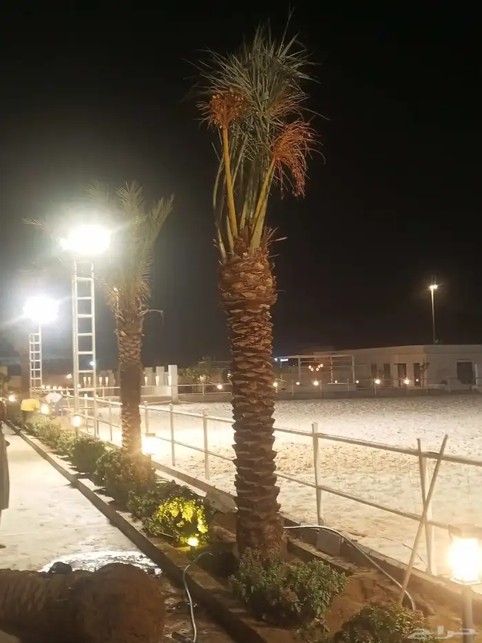 يوجد لدينا نخل للبيع بجميع انواعه ومقاساته نخل للبيع جده مكه 8